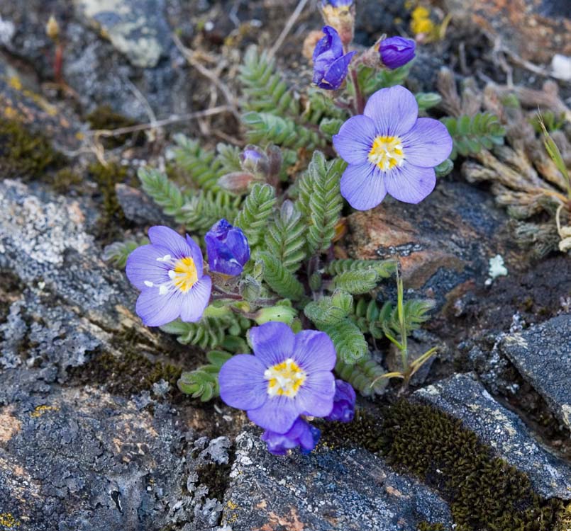 Polemonium elegans  Elegant skyrocket