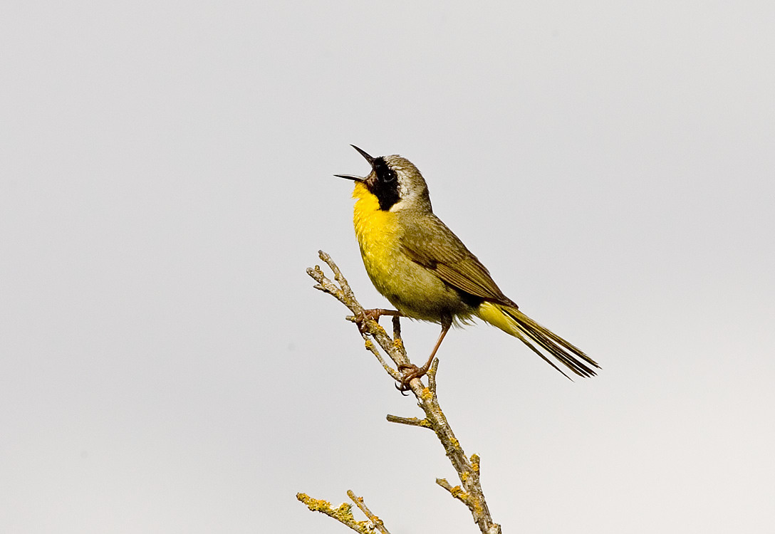 Common Yellowthroat (M)