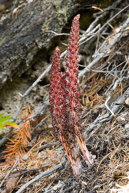 Allotropa virgata  Candystick