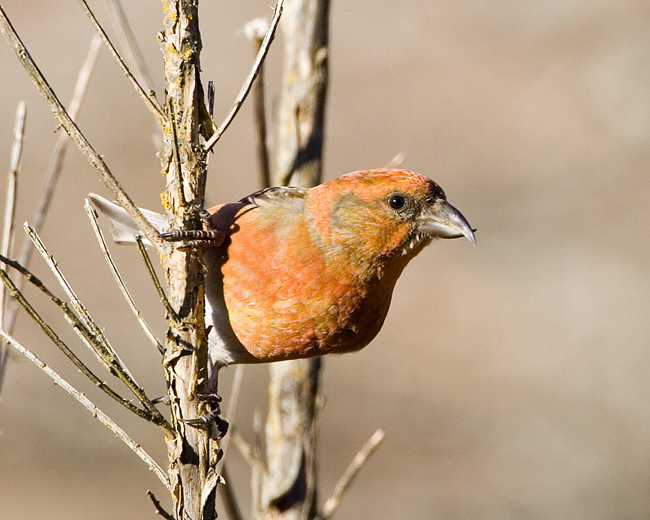 Red Crossbill (M)