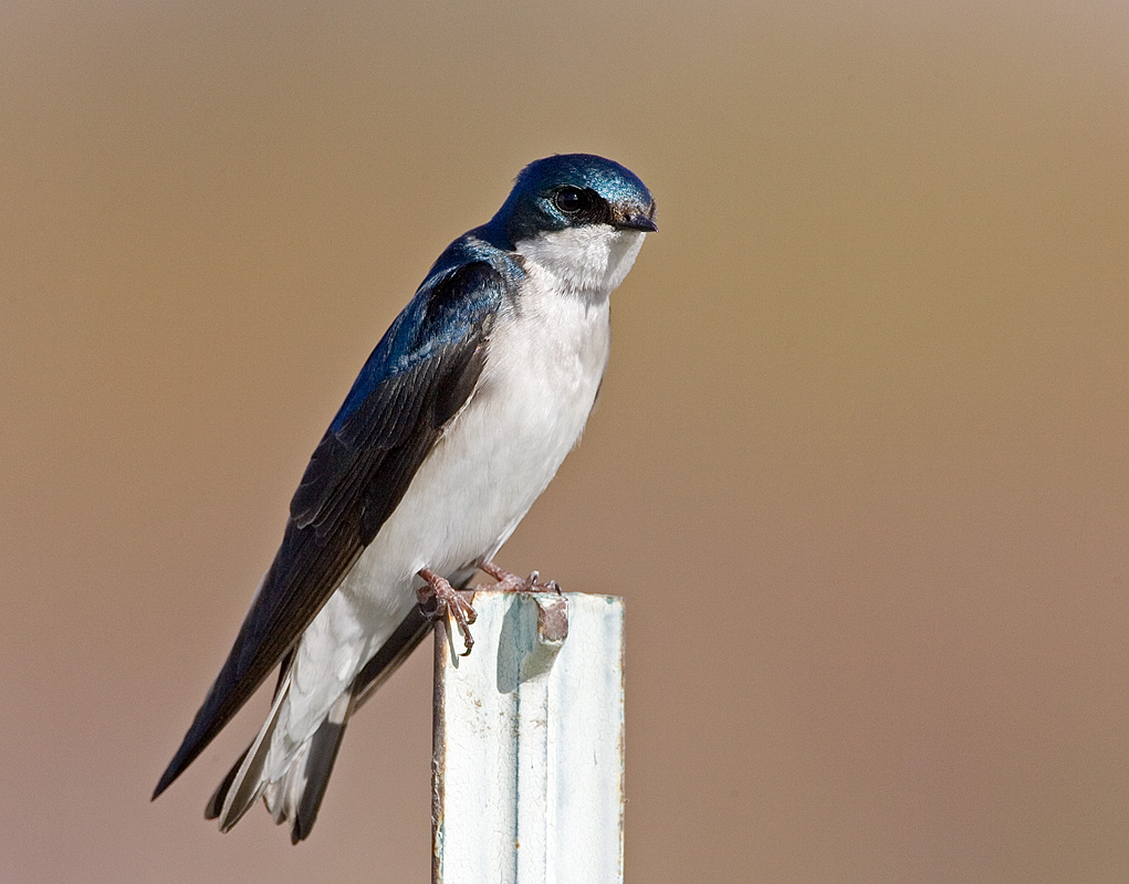 Tree Swallow