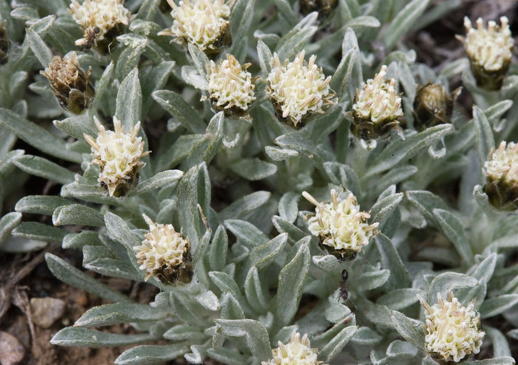 Antennaria dimorpha  Cushion pussytoes