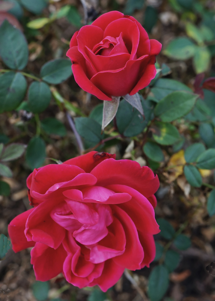 ROSES  -  TAKEN WITH A SONY/ZEISS 24mm f/1.8 E-MOUNT LENS