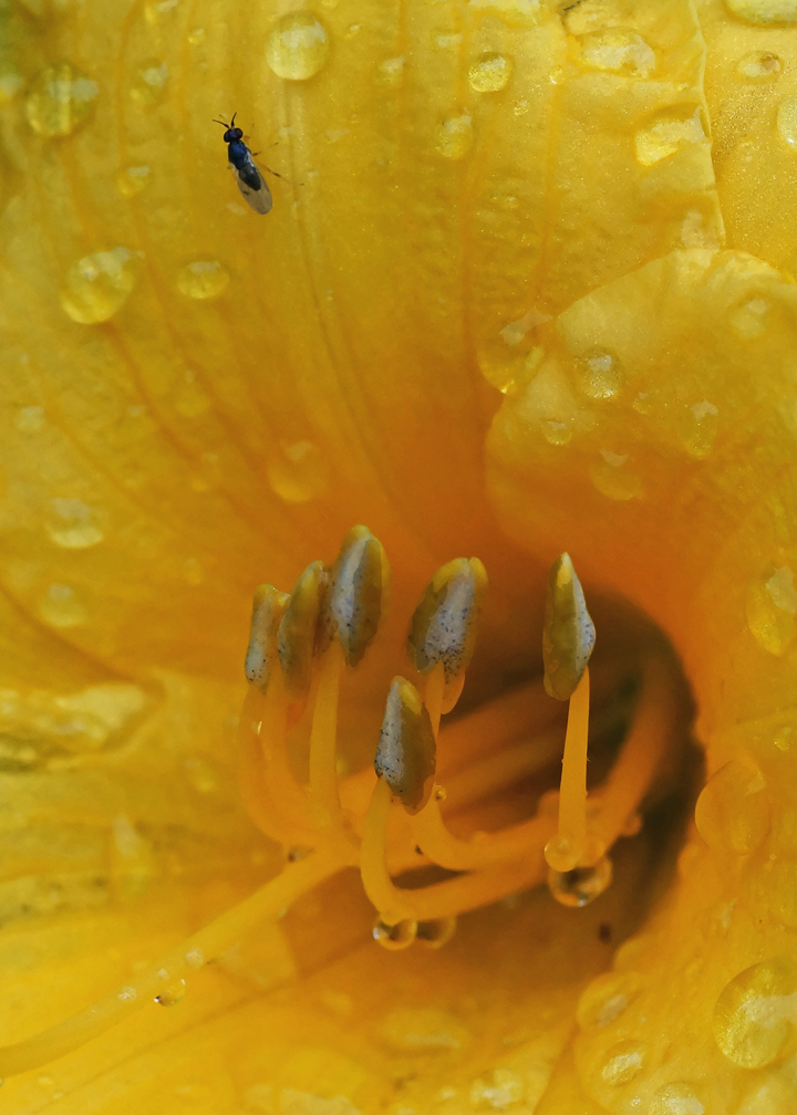 DAY LILLY WITH A TINY VISITOR  -  TAKEN WITH A MANUAL FOCUS TAMRON SP 90mm f/2.5 MACRO LENS