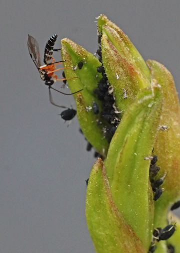 BEE ATTACKING APHID  -  TAKEN WITH A MANUAL FOCUS TAMRON SP 90mm f/2.5 MACRO LENS