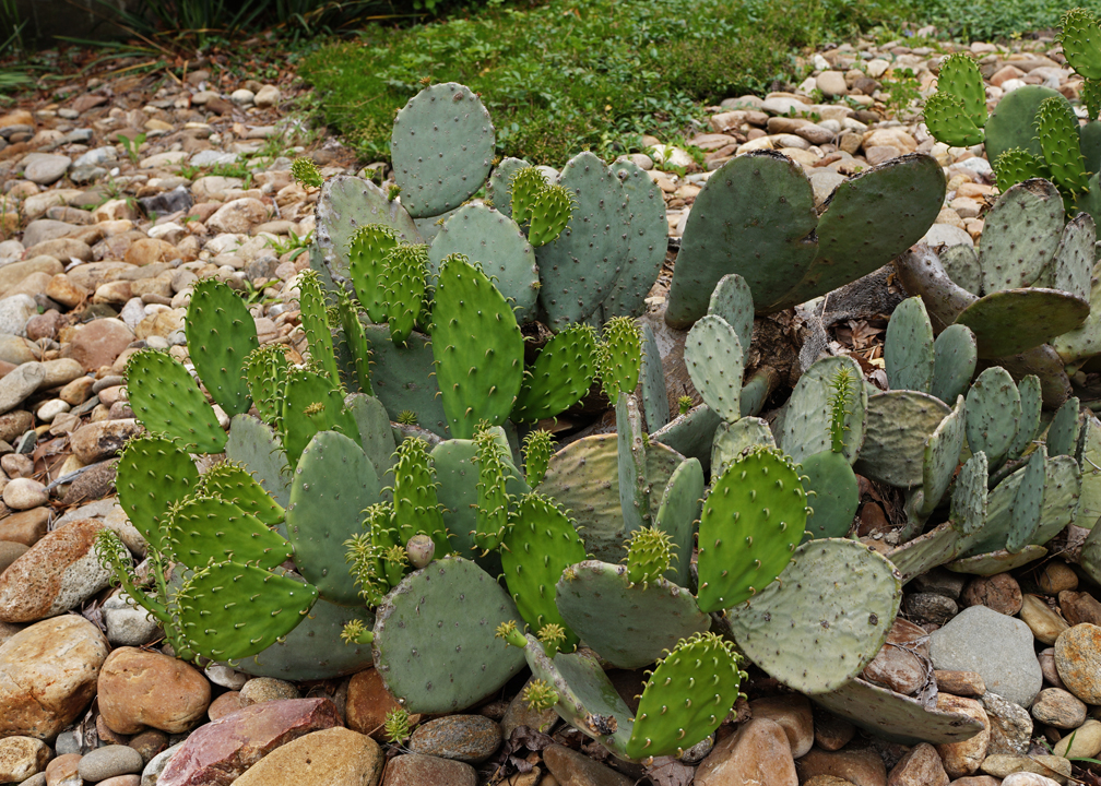 NEW GROWTH ON OUR PRICKLY PEAR CACTUS  -  TAKEN WITH A MANUAL FOCUS TAMRON SP 90mm f/2.5 MACRO LENS