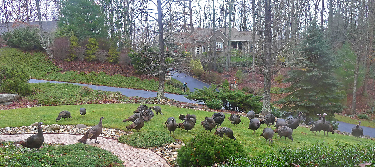 A BIG FLOCK OF WILD TURKEYS!  -  27 BIRDS IN THE FRONT YARD TODAY!