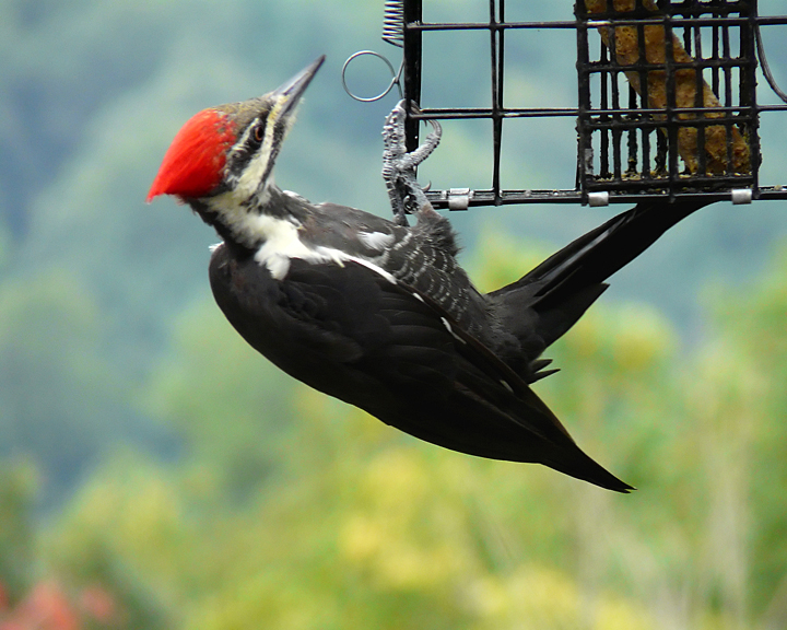 PILLIATED WOODPECKER (PP IN PHOTOSHOP ELEMENTS 5.0 AND NOISE NINJA)