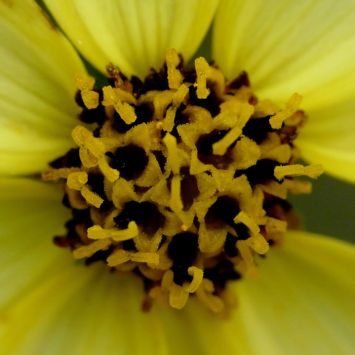 RAYNOX 250 IMAGE