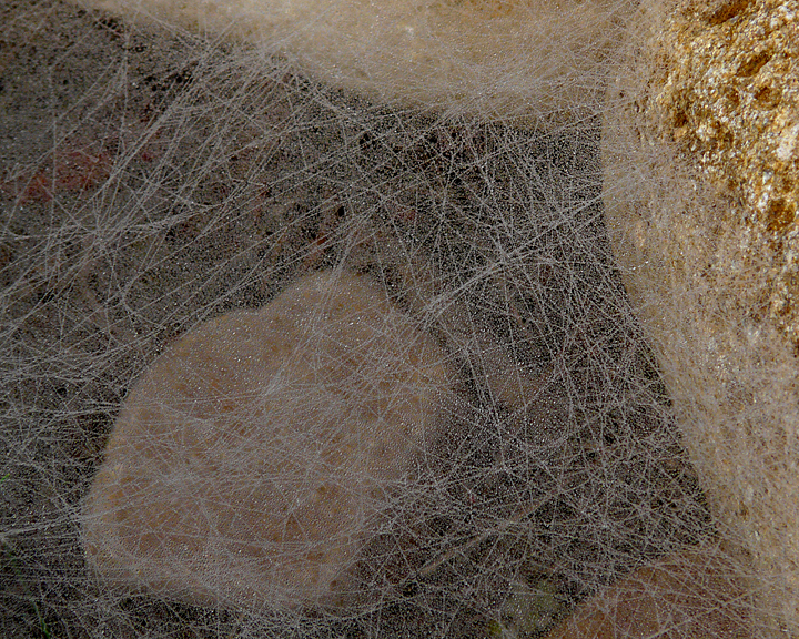 WEB LABYRINTH - DEW ON SPIDER WEB