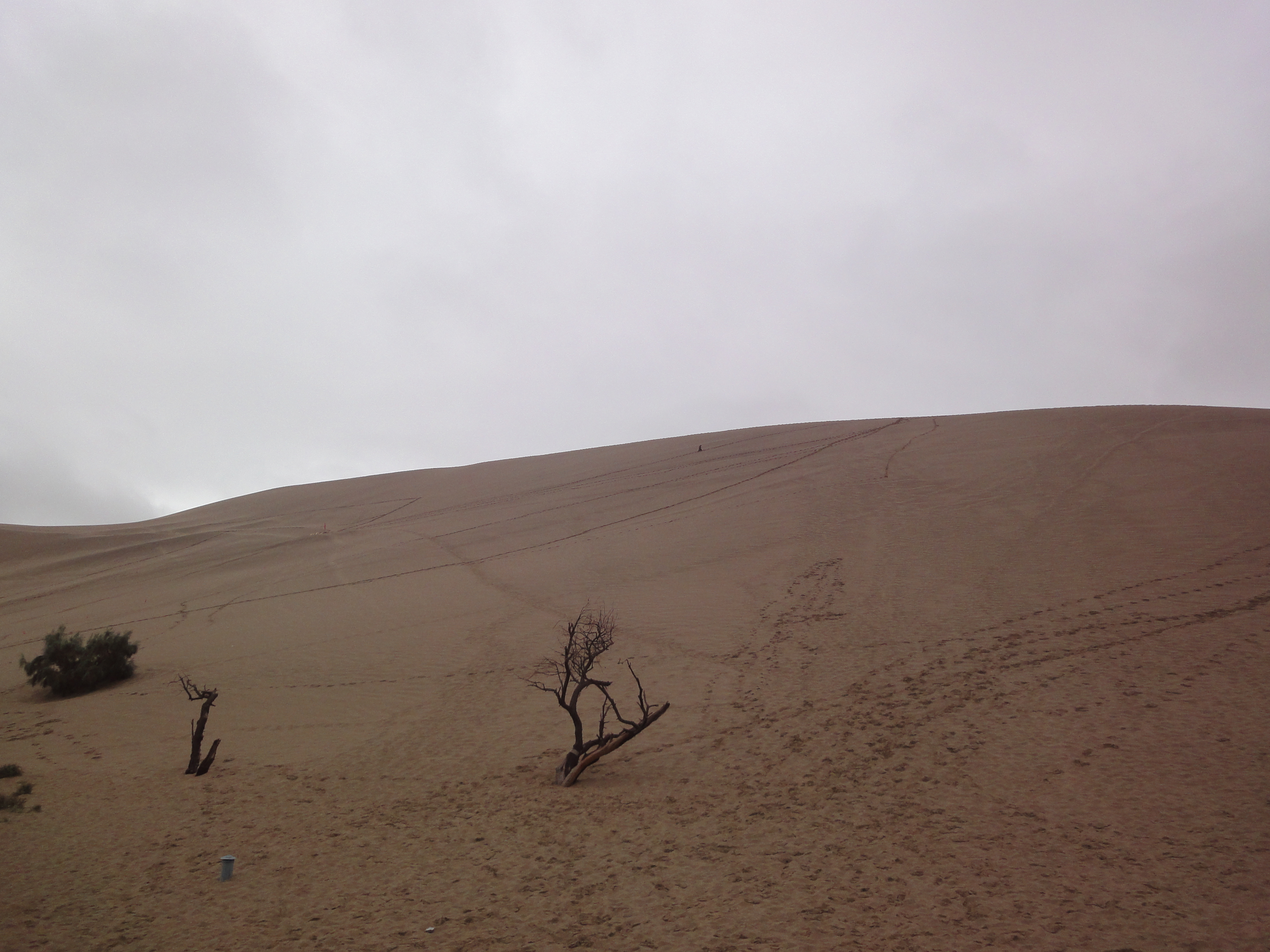 more desert
