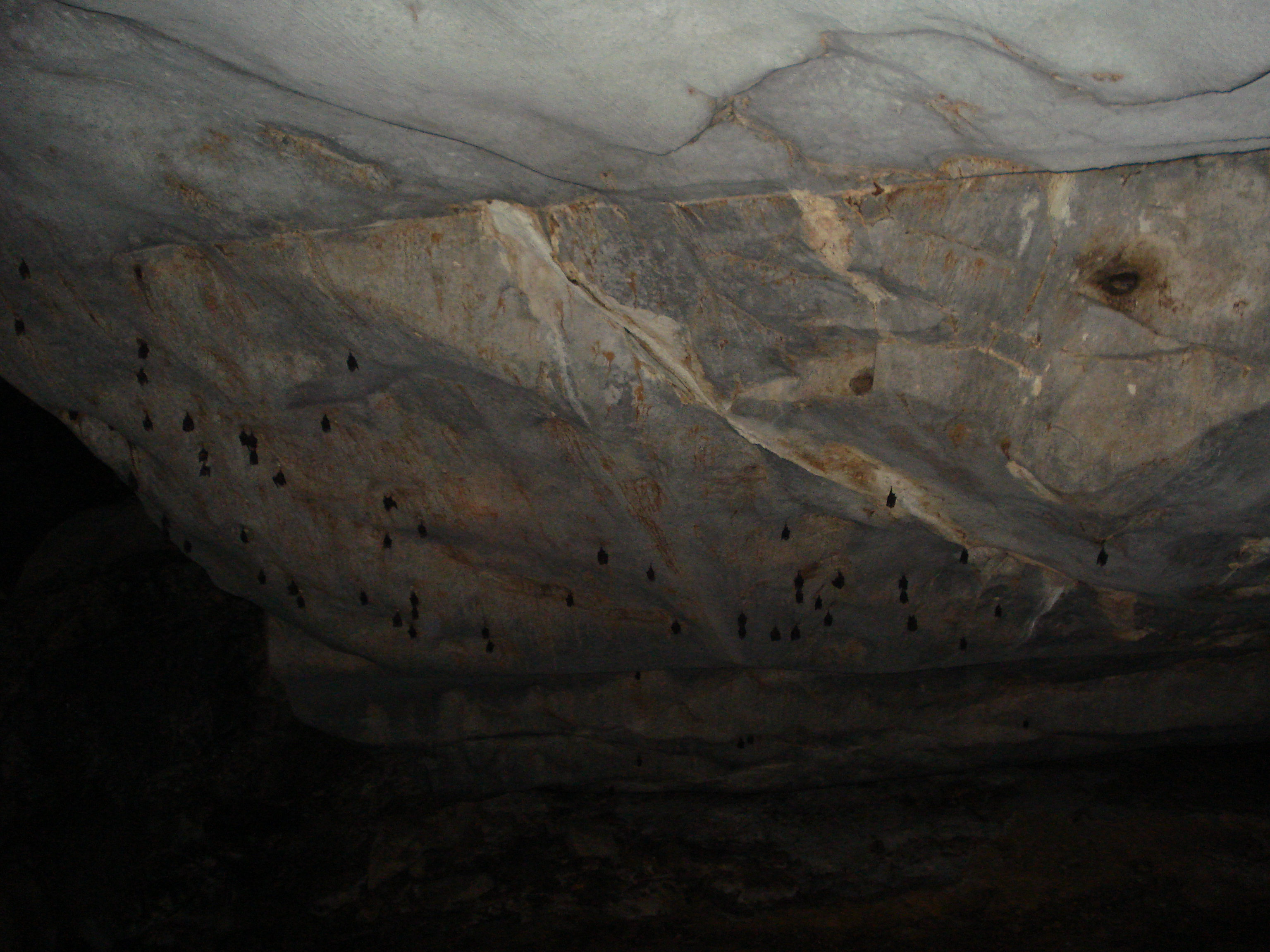 bats