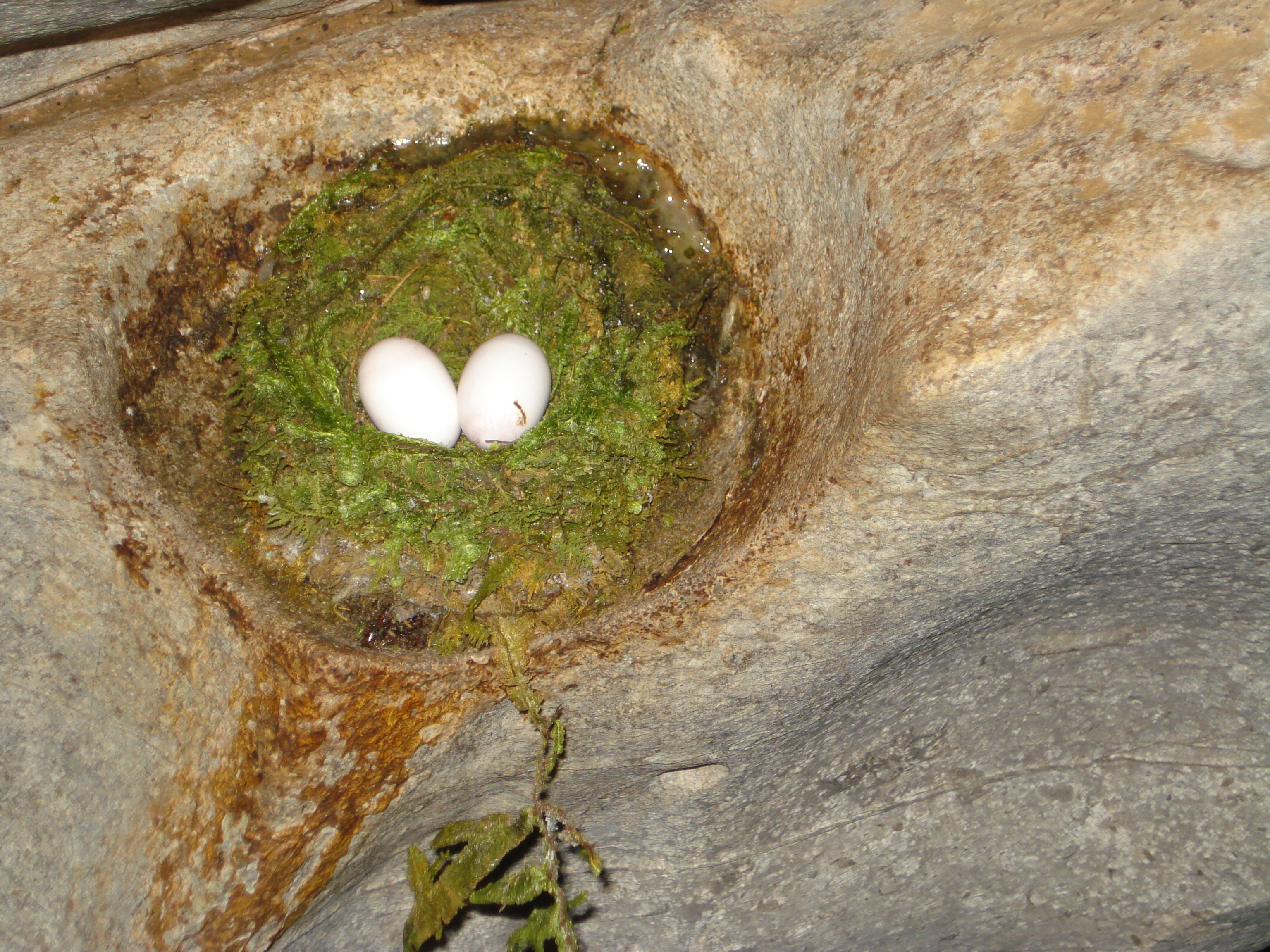 eggs