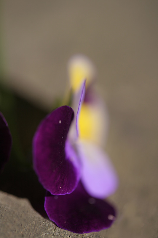 Purple Viola