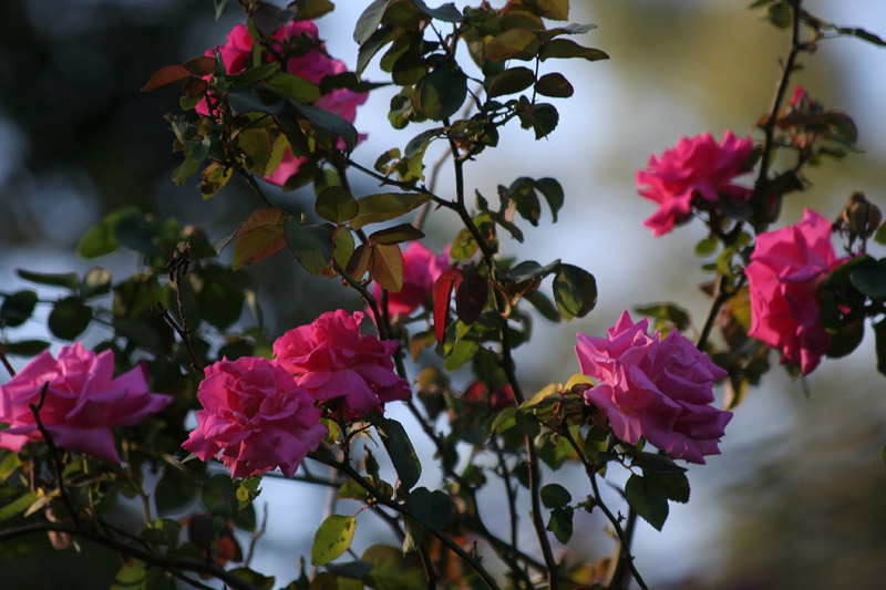 Zephirine Drouhin