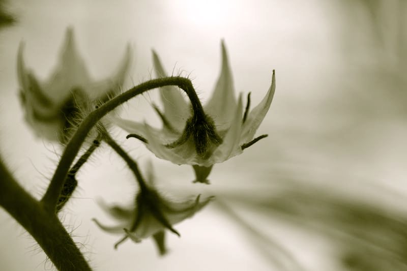 The Flower of the Tomato Bush