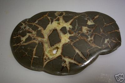 41. Utah Septarian Nodule slab came from ebay seller, slynninwy567. Great seller, she sent a fantastic freebie!