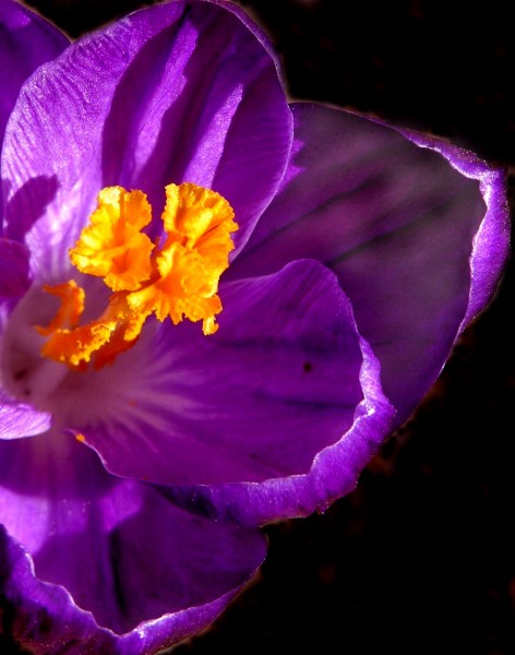 Purple Crocus