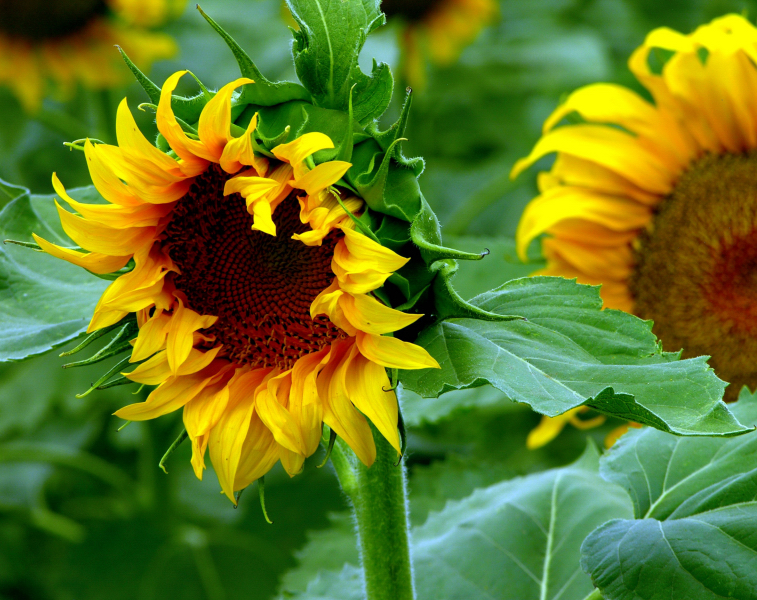 Sunflowers of Colorado