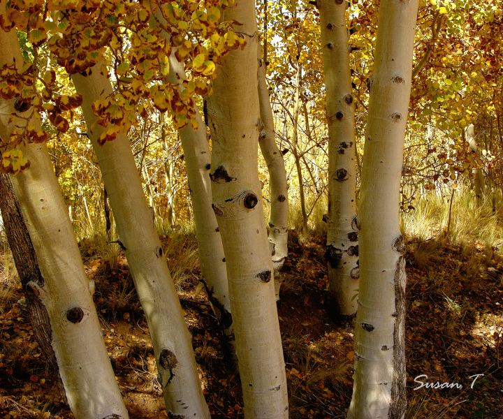 White Birch