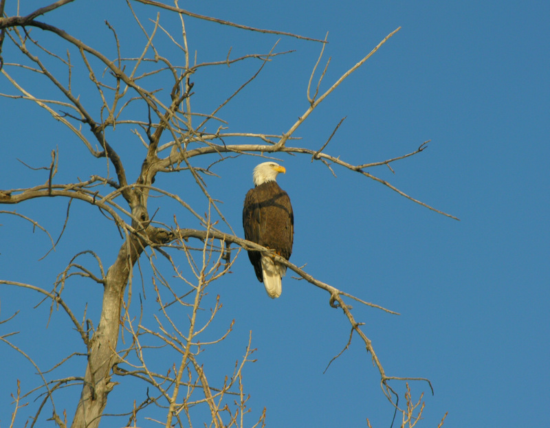 Proud and Stately
