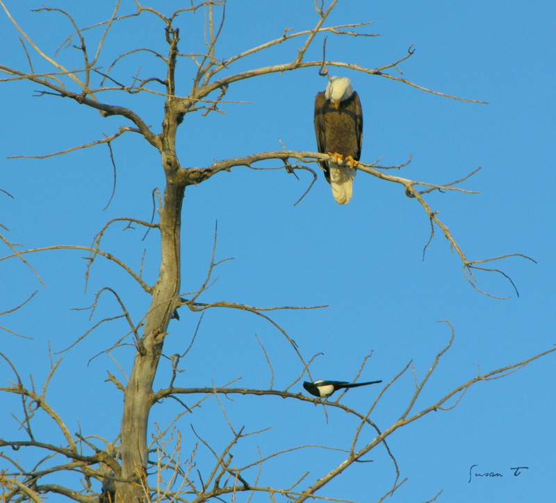 Darn Magpies