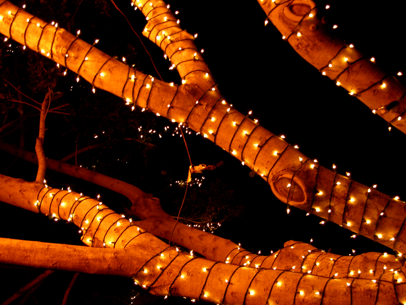 Tree Lights