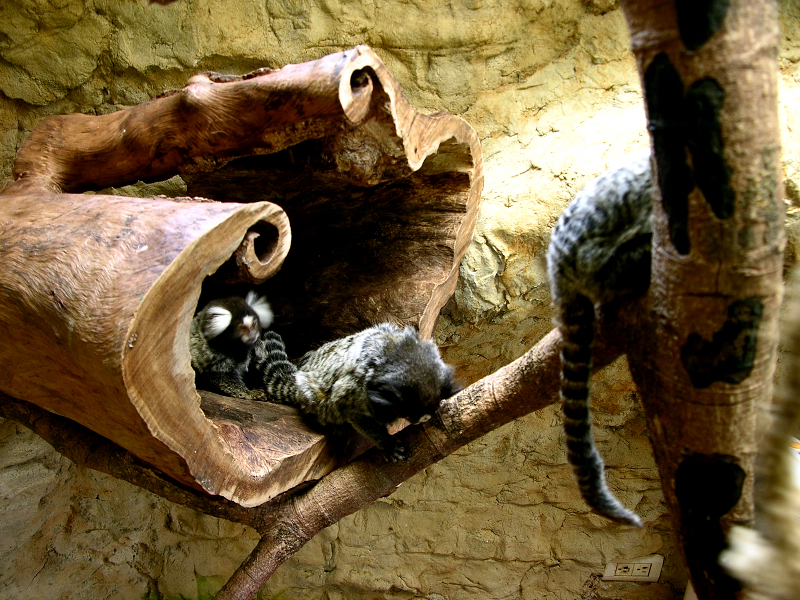 Marmosets play