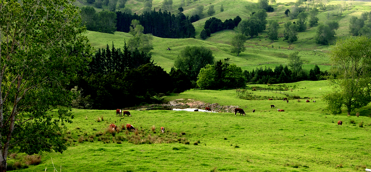 Green Pastures