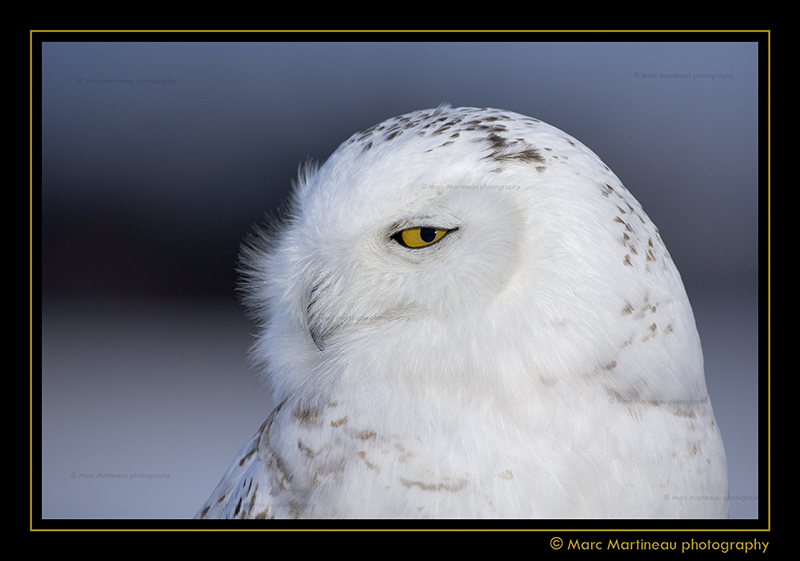 Snowy Owl Portrait !