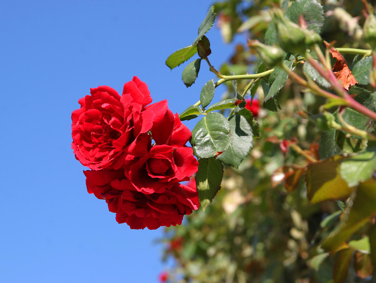 Rose in the Schoenbrunn Garden