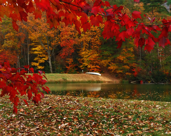 Through a Maple Window
