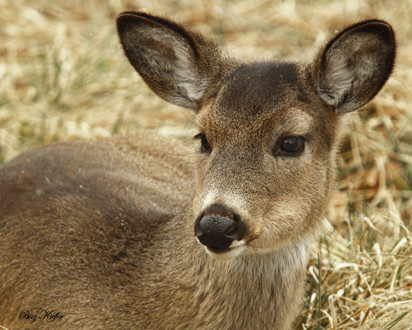 Not Quite a Yearling