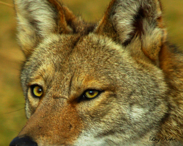 Coyote Eyes