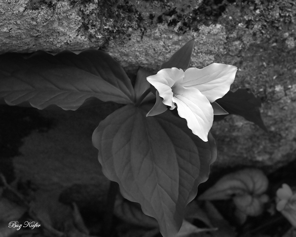 Trillium Beneath a Stone