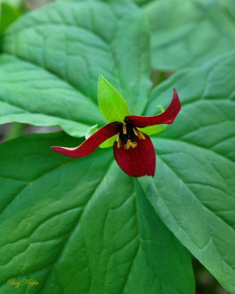 The Trouble with Purple Nodding Trillium