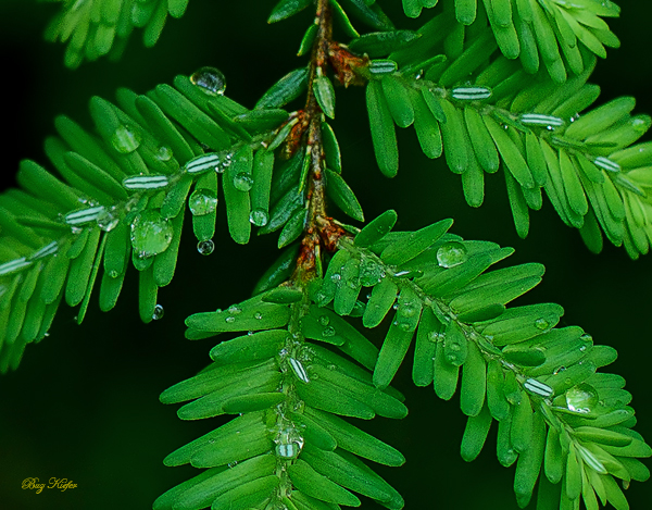 Dew on Hemlock Needles