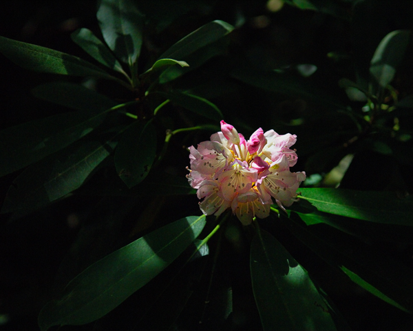 Rhododendron maximum