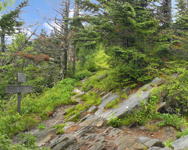 AT Just South of Clingmans Dome