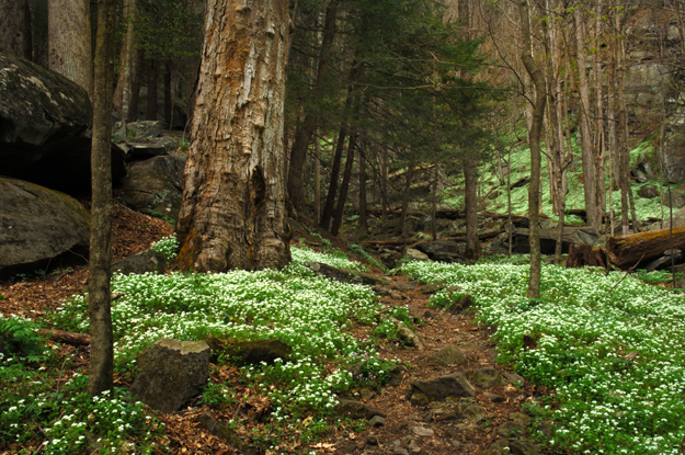 A Phacelia Lined Trail