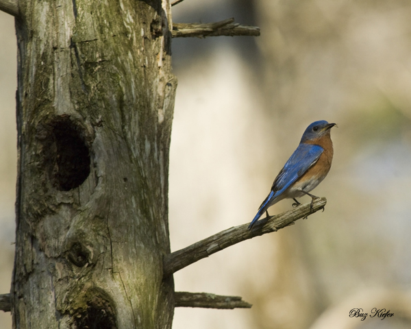 Male Blue Bird
