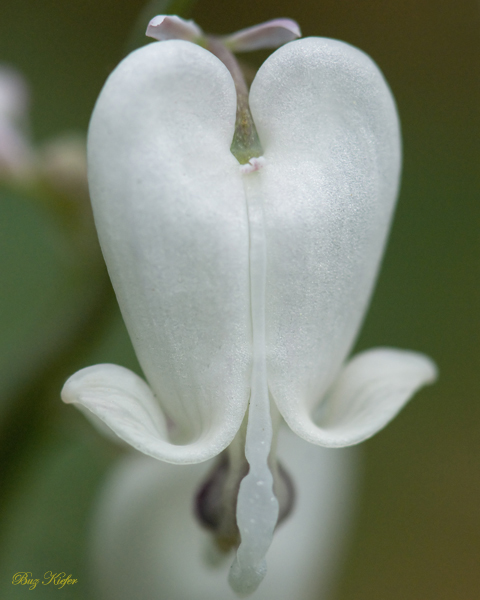 In Early Spring