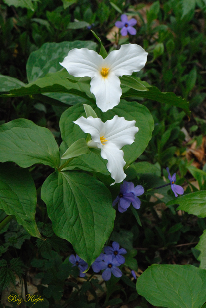 Erect Trillium and Phlox