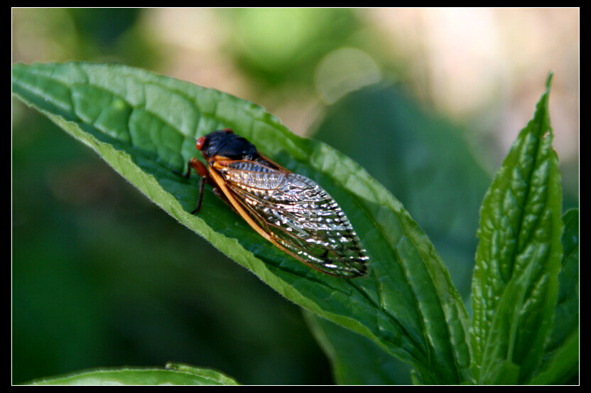 Cicada