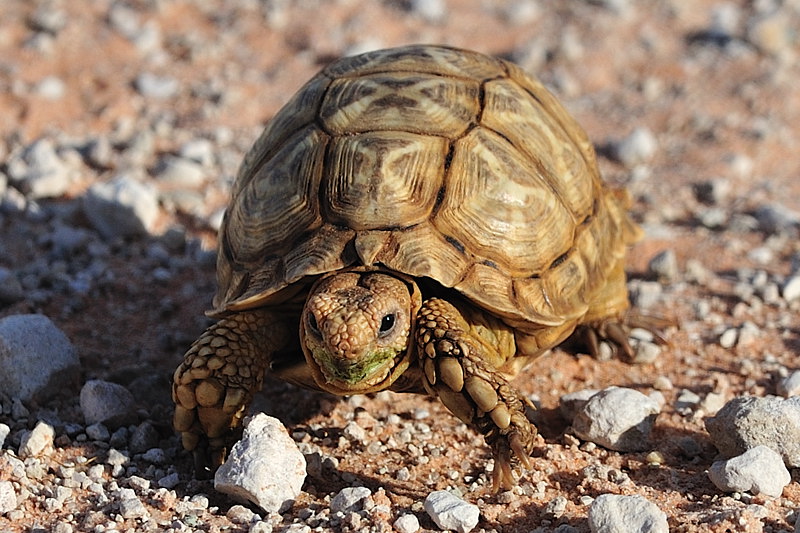 Tented Tortoise.jpg