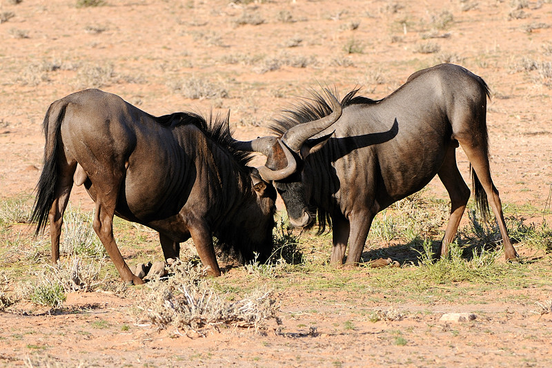 Wildebeest 1