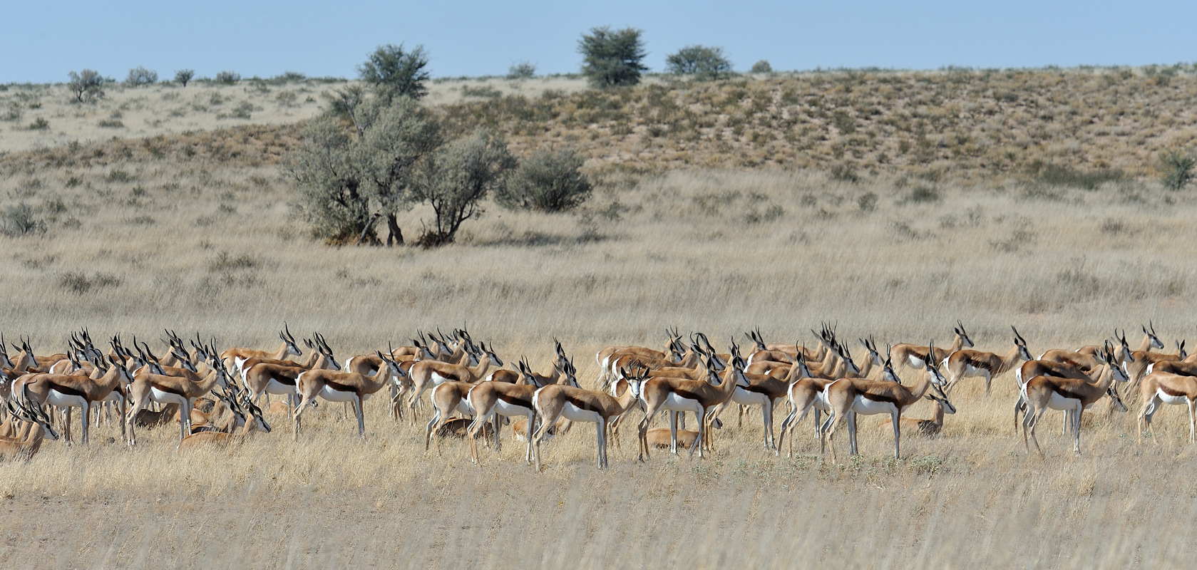 Springbok Massed.jpg