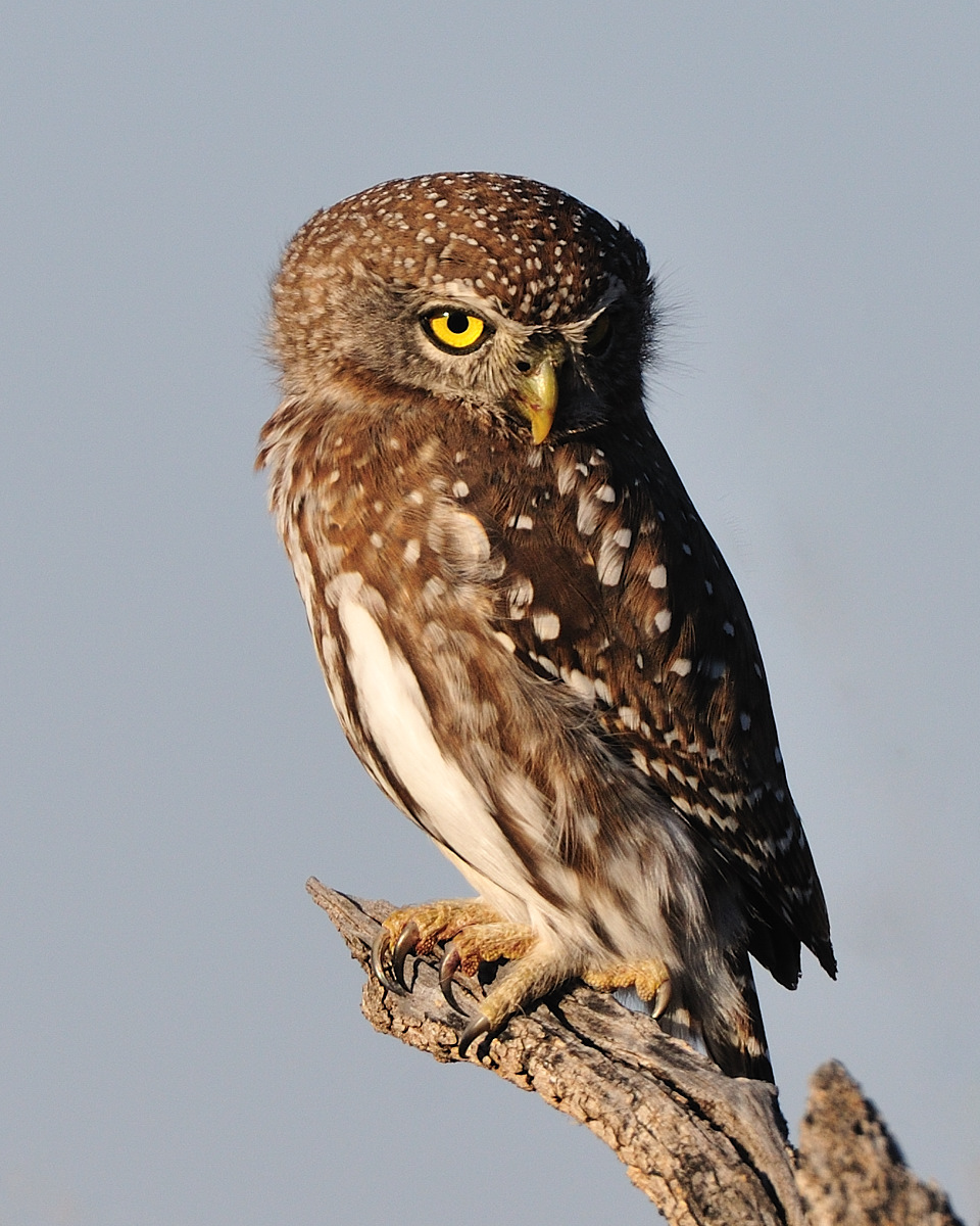 Pearl Spotted Owlet.jpg