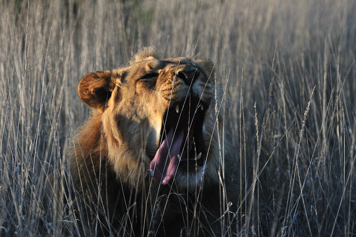 Lion yawning.jpg
