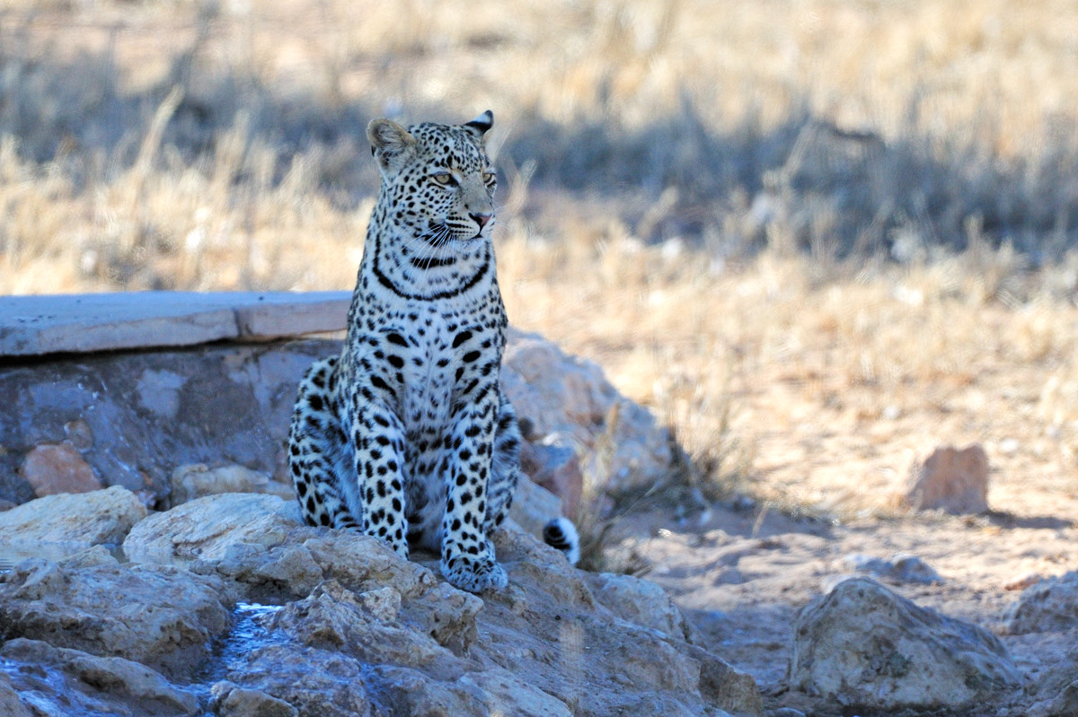 Young Leopard I.jpg